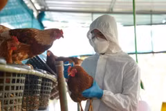 Detectan brote de gripe aviar H5N1 en Laos
