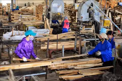 Vietnam por crear área estable de materias primas para industria de procesamiento maderero