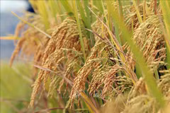CPP - factor indispensable en proyecto arrocero de alta calidad de Vietnam
