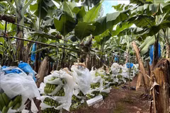 Promueven imágenes de productos orgánicos vietnamitas en Australia