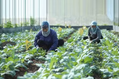 Vietnam busca promover el desarrollo de agricultura orgánica