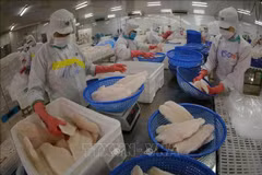 Exportación vietnamita de pescado Tra alcanzará dos mil millones de USD