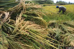 Indonesia implementa medidas para estabilizar el suministro y los precios del arroz