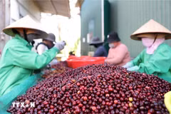 Vietnam reporta tendencia alcista de precios del café y pimienta