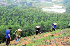 Vietnam avanza en proyecto de plantación de mil millones de árboles