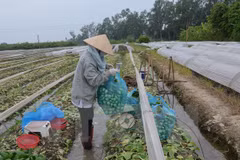 Vietnam promueve el papel de campesinado en la reestructuración agrícola