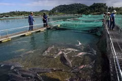 Éxitos y desafíos de Vietnam en aprovechar recursos marinos