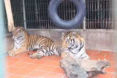 Agencias de viajes luchan contra comercio de animales y plantas silvestres