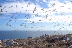 Isla santuario de aves marinas de Con Dao establece un nuevo récord