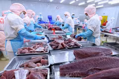 Exportaciones de atún vietnamita se disparan a pesar de fluctuaciones globales 