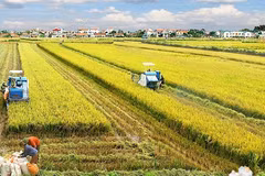 Sostenibilidad avanzará en Vietnam con nueva estrategia de desarrollo agrícola