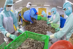 Productos acuícolas de Vietnam aprovechan oportunidades para impulsar exportaciones 