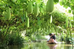 Provincia vietnamita de Dong Thap por desarrollar turismo ecológico