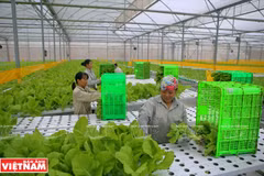 Agilizan la cadena de la agricultura orgánica de Vietnam
