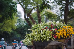 Las azucenas, la “flor de abril” de Hanoi