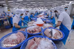 Procesamiento de pescado para la exportación (Foto: VNA)