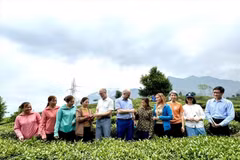 Una delegación de la Embajada de Canadá en Vietnam visita colinas de té en la provincia de Lai Chau. (Foto: VNA)