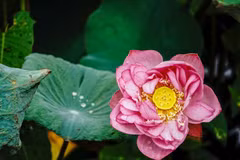 Loto de Bach Diep, una flor con el aroma puro del cielo y la tierra
