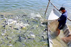 Vietnam lanza nuevo programa para monitorear pescados exportados a EE.UU.