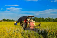 Vietnam por lograr en 2020 un crecimiento agrícola de tres por ciento 