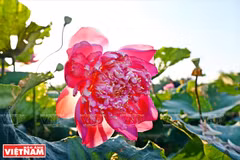 Los doce extraños lotos de la laguna de Ninh So 