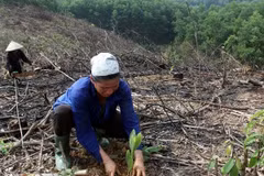 Debaten en Hanoi sobre mejoramiento de gestión forestal en región de Mekong