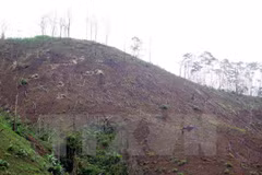 Inician procedimiento legal ante decenas de casos de deforestación en Vietnam