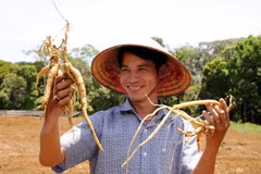 UE financia proyecto de gestión de plantas medicinales tradicionales en provincia vietnamita