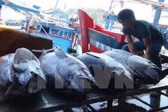 Vietnam y China impulsan desarrollo sostenible de pesca en golfo de Tonkín