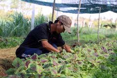 Japón apoya desarrollo de agricultura limpia en Ciudad Ho Chi Minh