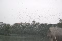 Islote de Cigüeñas, atracción turística en provincia centrovietnamita de Thanh Hoa 