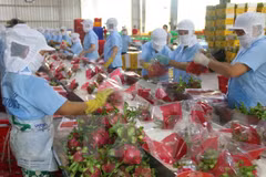 Vietnam envía primer lote de pitahaya a Australia