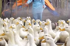 Myanmar levanta restricción al transporte de productos de aves al controlar la H5N1
