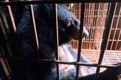 Vietnam traza planes para poner coto a extracción de bilis de oso