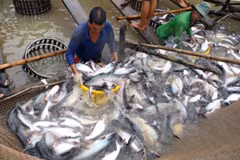 Vietnam ingresa más de dos mil millones de USD por venta de productos acuáticos