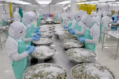 Exportaciones de mariscos vietnamitas alcanzarán ocho mil millones de dólares en 2017