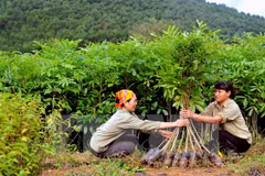 Plantan siete mil árboles en humedal de Lang Sen