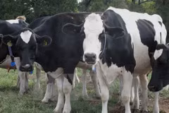 Fiebre aftosa brota en Camboya
