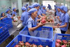 Exportaciones de vegetales y frutas de Vietnam prevén alcanzar valor multimillonario