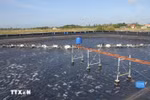 La aplicación de la alta tecnología y métodos orgánicos reducen las emisiones de gases de efecto invernadero procedentes del proceso de acuicultura en la provincia de Bac Lieu. (Foto: VNA)