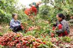 Sector agrícola de Vietnam alcanzará en primer semestre mayor crecimiento en 10 años