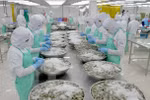 Pronostican positivo desarrollo de exportación de camarones vietnamitas