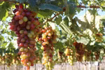 Celebrarán festival de Uva y Vino en provincia de Ninh Thuan en junio