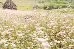 Abre sus puertas Festival de flores de alforfón en meseta Dong Van
