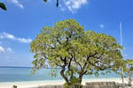  Belleza majestuosa de árboles en Truong Sa