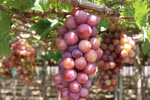 Mejoran valor de productos de uva de Ninh Thuan