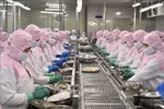 Recuperan exportaciones de camarón vietnamita a principales mercados