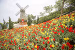 Tulipanes adornan la montaña Ba Den con múltiples colores