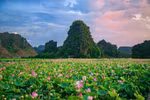 Anuncian marca de certificación “Loto de Hoa Lu-Ninh Binh” 
