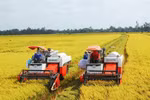 Vietnam se fija el objetivo de tener un millón de hectáreas de arroz de alta calidad y bajas emisiones para 2030. (Fuente: vneconomy.vn)